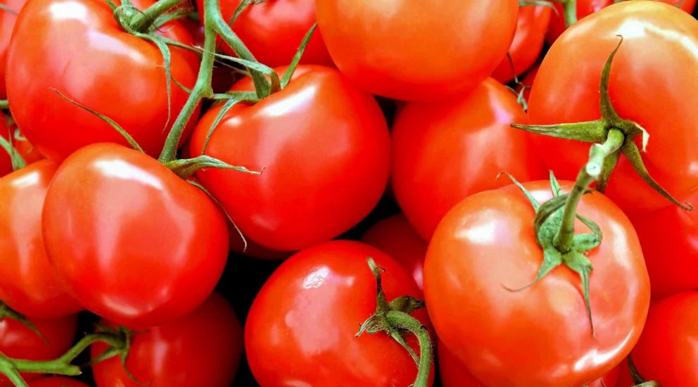 Tomate  alimentarium